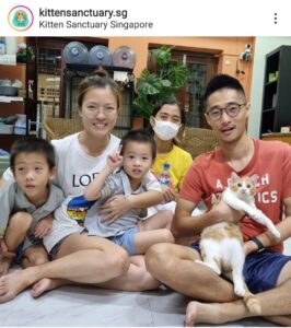cat and kitten farm in SG