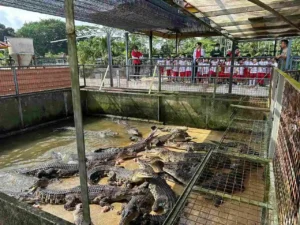Preschool kids at Crocodile farm in Singapore 