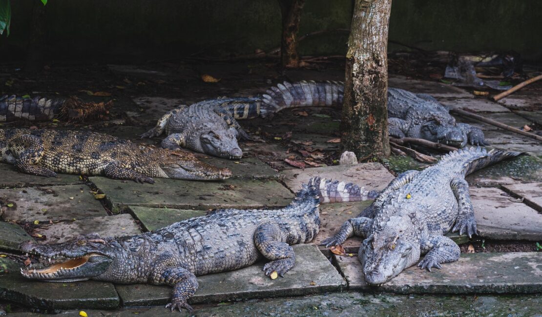 crocodile farm in Singapore