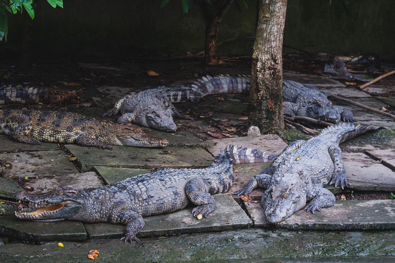 crocodile farm in Singapore