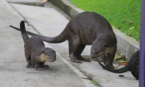 Otters visit Gardens by the Bay