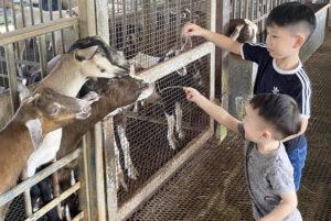 Kids feeding goats in a goat farm Hay dairy goat SG 