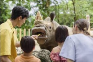 Visitors Feeding A Rhinoceros - Educational Field Trips in Singapore