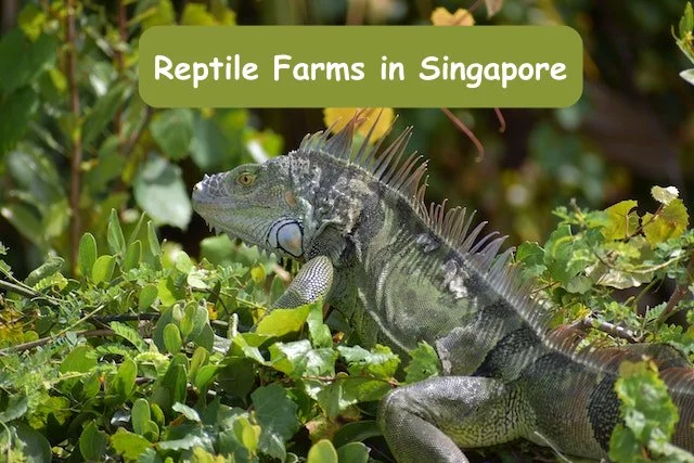 Reptile Farms in Singapore
