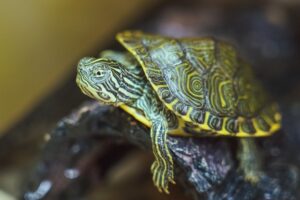 A Baby Turtle - Reptile Farm