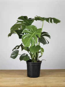 Indoor Plants for CNY Gifts