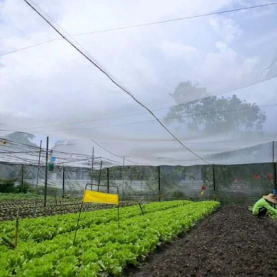 A farmer works in a vegetable farms in Singapore with neatly arranged rows of lettuce under a protective netting. The clear blue sky can be seen in the background, and the farm setup includes poles holding the netting to shield the crops from pests and environmental elements.