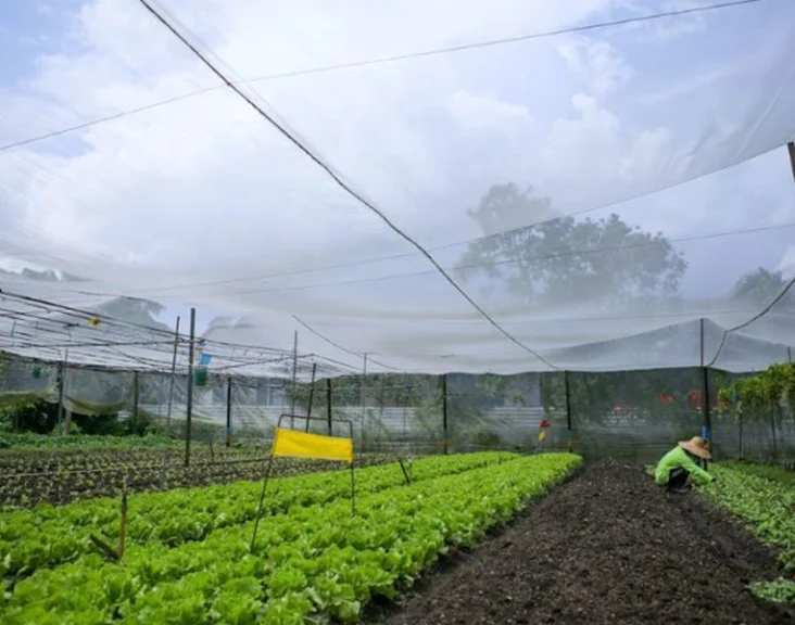 A farmer works in a vegetable farms in Singapore with neatly arranged rows of lettuce under a protective netting. The clear blue sky can be seen in the background, and the farm setup includes poles holding the netting to shield the crops from pests and environmental elements.