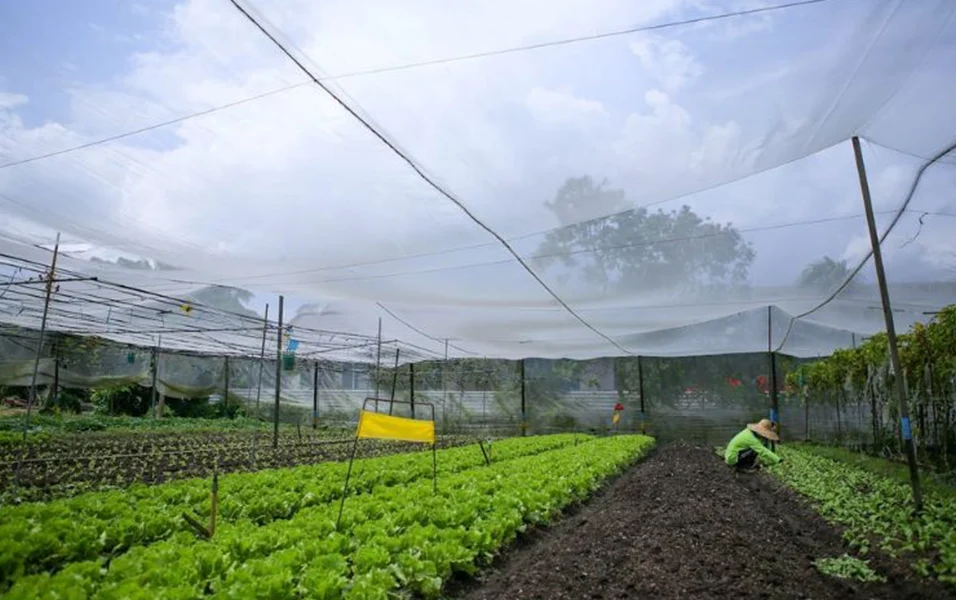 A farmer works in a vegetable farms in Singapore with neatly arranged rows of lettuce under a protective netting. The clear blue sky can be seen in the background, and the farm setup includes poles holding the netting to shield the crops from pests and environmental elements.