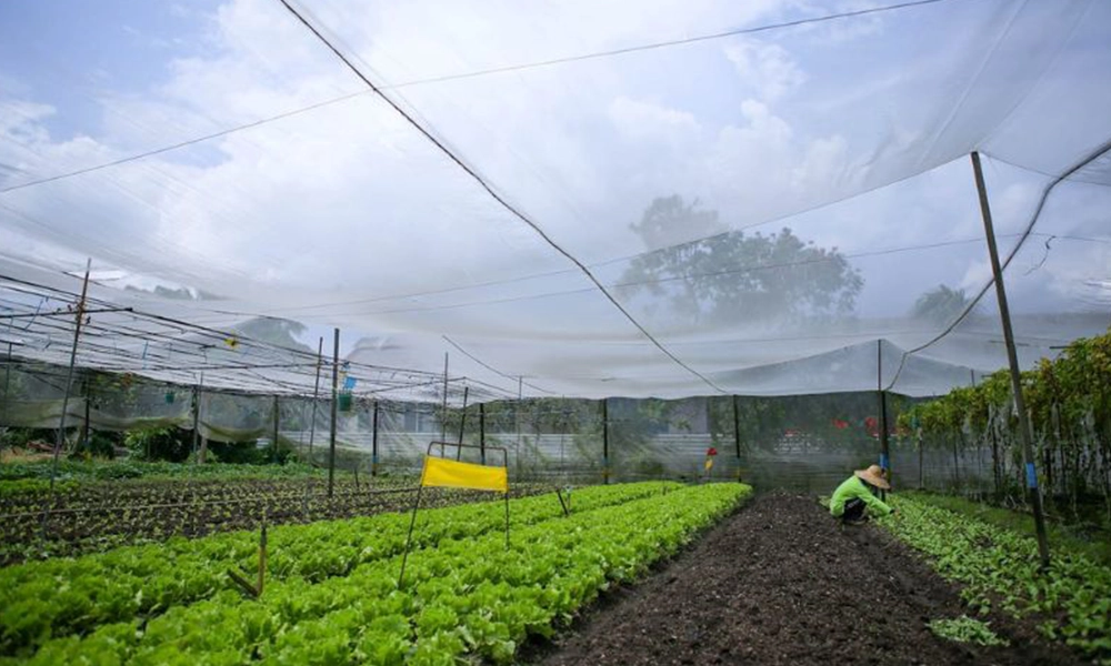 A farmer works in a vegetable farms in Singapore with neatly arranged rows of lettuce under a protective netting. The clear blue sky can be seen in the background, and the farm setup includes poles holding the netting to shield the crops from pests and environmental elements.