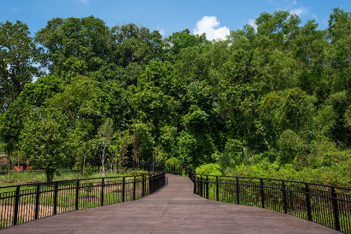 Wooden pathway leading through lush, green vegetation and tranquil natural landscapes.