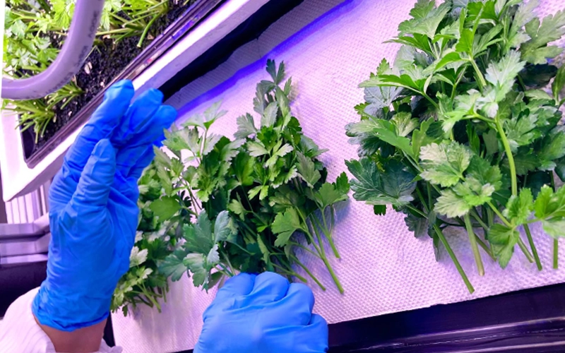 Close-up of gloved hands harvesting fresh herbs, such as parsley, at an indoor farming setup in one of the vegetable farms in Singapore with controlled lighting and clean surfaces.