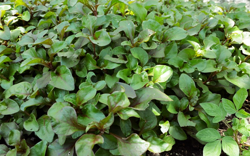 A close-up of healthy, green leafy plants growing in a vegetable garden, showcasing fresh, vibrant foliage.