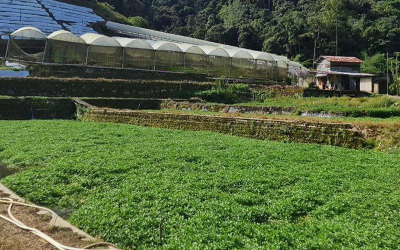 A lush green vegetable farm with terrace-style rows of crops. Greenhouses are visible in the background, along with a small farmhouse on a hill.