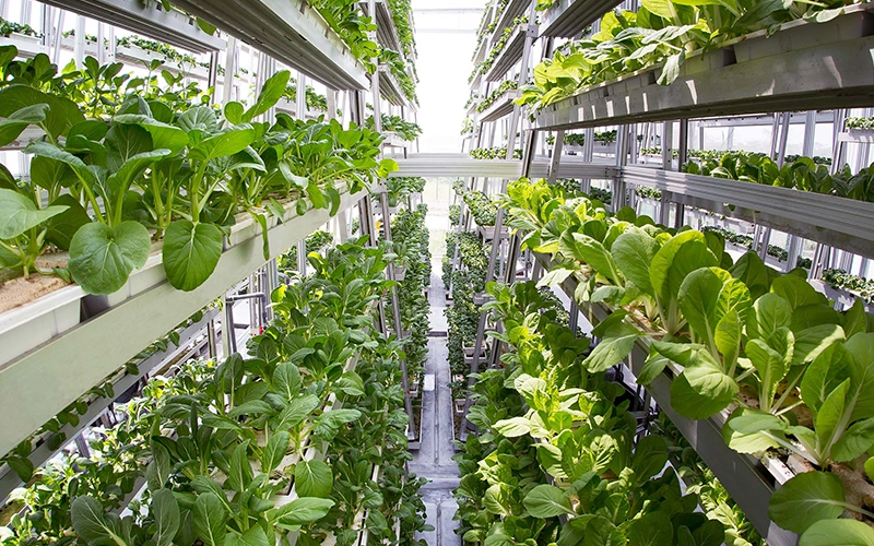 A vertical farming setup with multiple stacked rows of leafy green plants growing indoors in a high-tech facility at one of the vegetable farms in Singapore. Sunlight filters through the top, illuminating the layers of plants.